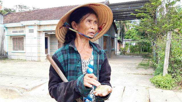 Kon Tum: Nông dân khóc ròng vì gặt toàn lúa lép, nguy cơ mất trắng hình ảnh 3