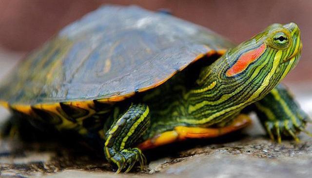 Quốc tế cảnh báo rùa tai đỏ gây tổn thất kinh tế nhưng Việt Nam vẫn nhập