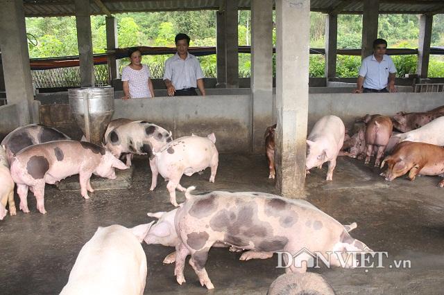 Giá heo hơi hôm nay 8/11: 'Cháy' lợn, cả nước xác lập kỷ lục mới hình ảnh 1