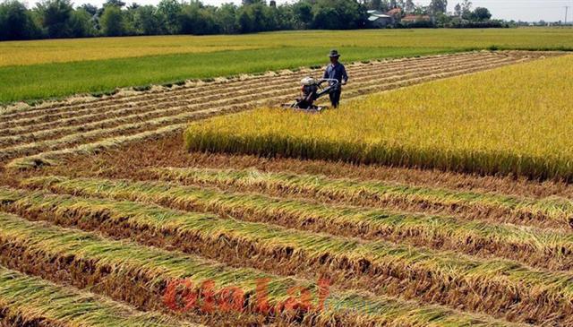 Duyệt cho 3 tỉnh chuyển đổi hơn 400 ha đất lúa