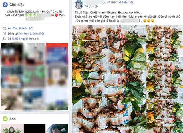 Quốc bảo Sâm Ngọc Linh thành hàng chợ, bán đầy trên mạng xã hội  - Ảnh 1.