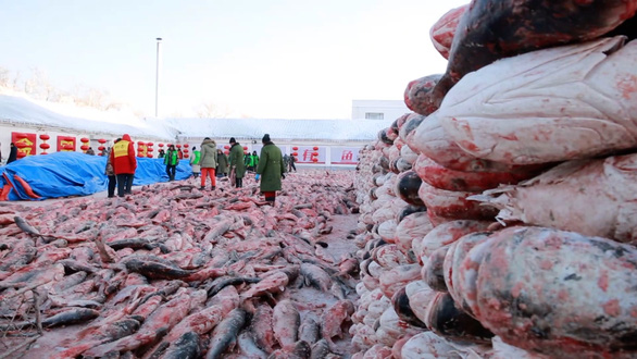 Con cá mè hoa khổng lồ bán với giá gần 9,8 tỉ đồng - Ảnh 6.