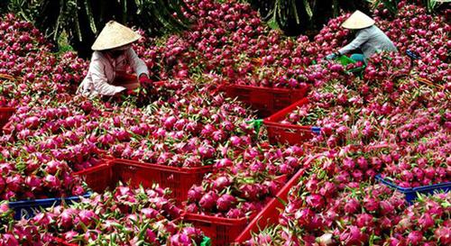Vietnam agricultural sector considered most vulnerable to nCoV