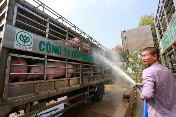 Yêu cầu doanh nghiệp giảm giá thịt heo xuống dưới 75.000 đồng/kg - Ảnh 1.