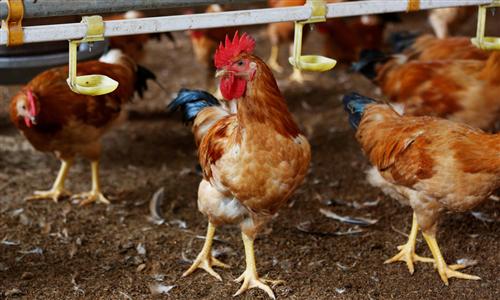 55,000 poultry culled as avian flu advances across Vietnam