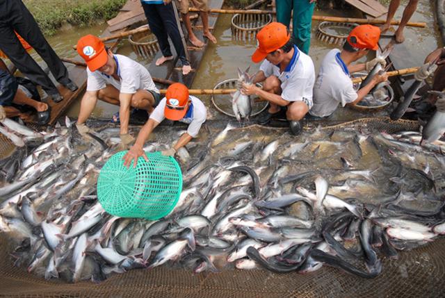 Giá cá tra giảm mạnh do dịch bệnh Covid-19