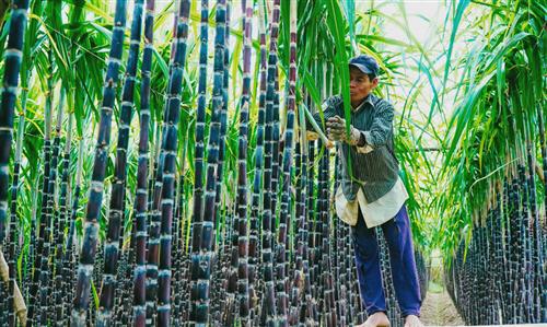 Vietnam PM assures ASEAN sugar import tariffs are history