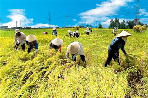 Vietnam's rice exports in spotlight despite decrease in acrerage