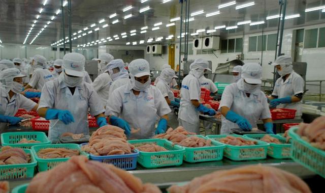 Mỹ trở lại là thị trường số 1 của xuất khẩu cá tra Việt Nam