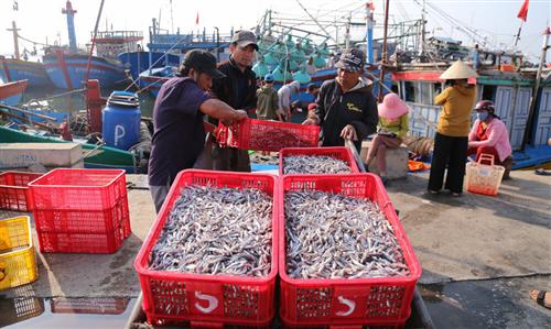 Fisheries struggle as 50 pct of export orders get canceled
