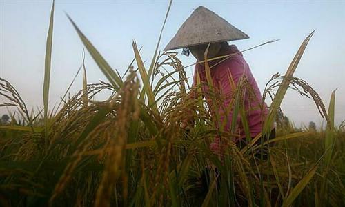 Farmers big losers if Vietnam stops rice exports: experts