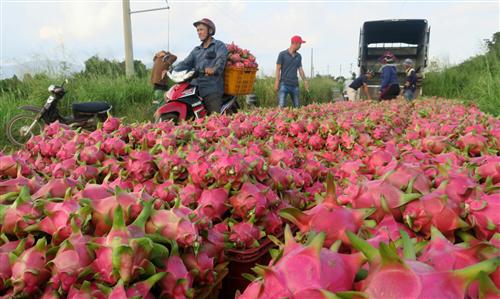 Coronavirus hits Vietnam’s fruit exports to biggest market, China
