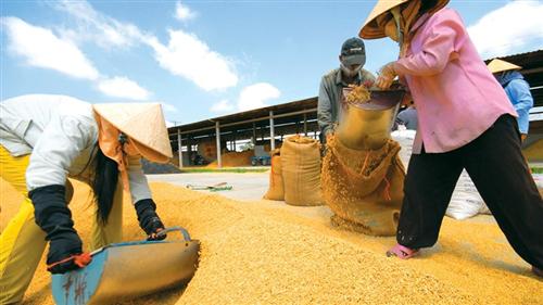 Vietnam PM agrees to resume rice export in April