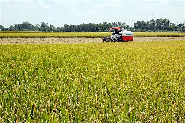 VFA demands priority clearance for rice stuck at ports