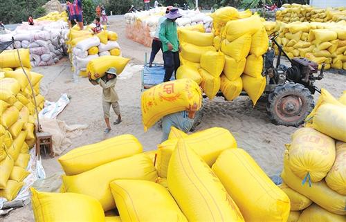 Calls for shake-up in rice exporting