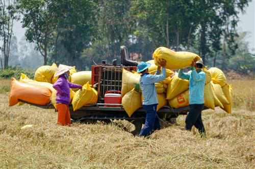 Trade ministry wants rice export limits scrapped