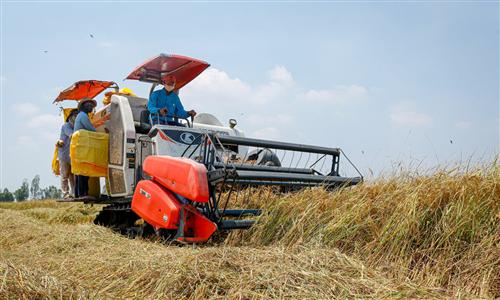 Vietnam scraps rice export limit