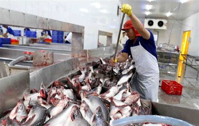 Giá cá tra thương phẩm chạm đáy, nông dân lỗ 5.000 đồng mỗi kg