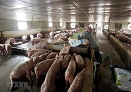 Fresh outbreak of ASF leaves over 5,800 pigs culled