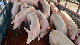 Local price of pigs drops level with imports