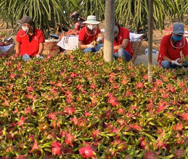 Thái Lan tăng mạnh nhập khẩu trái cây Việt Nam
