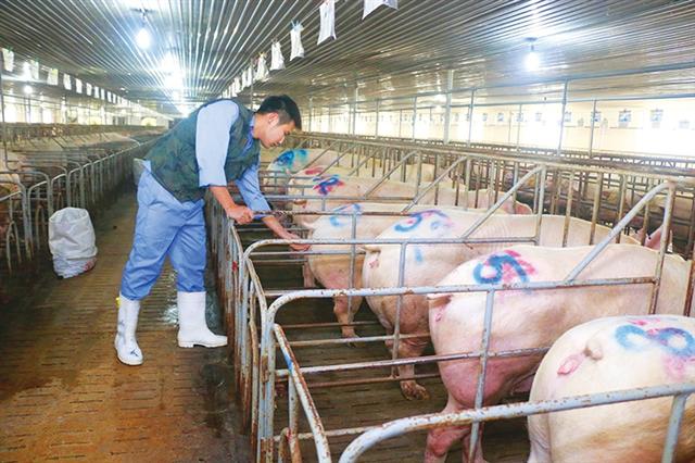 Pig sellers urged to aid in balancing out prices