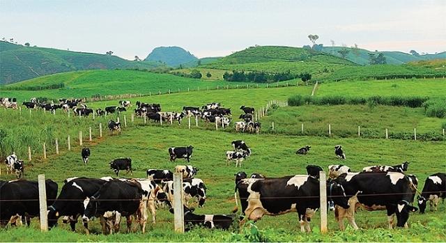 GTNFoods buys 29.5 million Moc Chau Milk shares