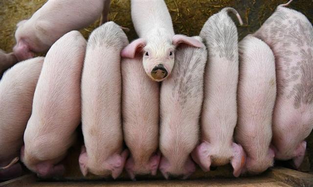 Nông dân Trung Quốc thế chấp lợn để vay ngân hàng