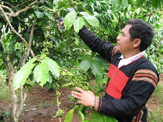 36,000 ha of coffee sustainably grown in central highlands under VnSAT project