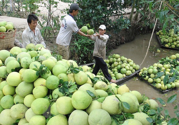 Chile opens door for Vietnam’s pomelo