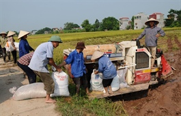 Improved Vietnamese rice meets EU standards, says top official