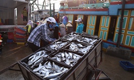 Seafood exports recover to pre-pandemic levels