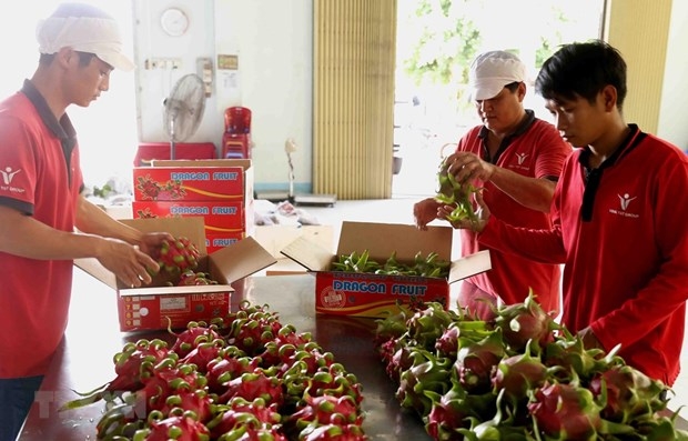 Vietnamese enterprises contribute to Vietnam-Australia trade