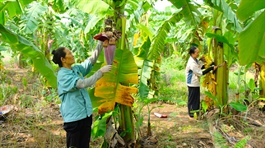 Hanoi strives to export 30% of its annual banana output in 2021-25