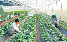 Vietnam and international partners boost cooperation on agriculture