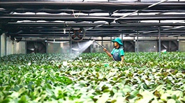 Vietnam agro-forestry-fisheries exports record impressive growth