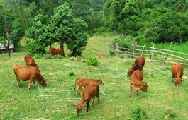 Hanoi transforms into husbandry breeding powerhouse