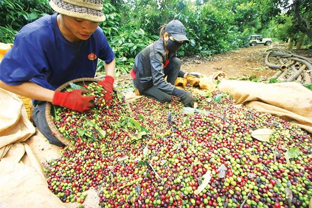 Corralling coffee production towards higher sustainability