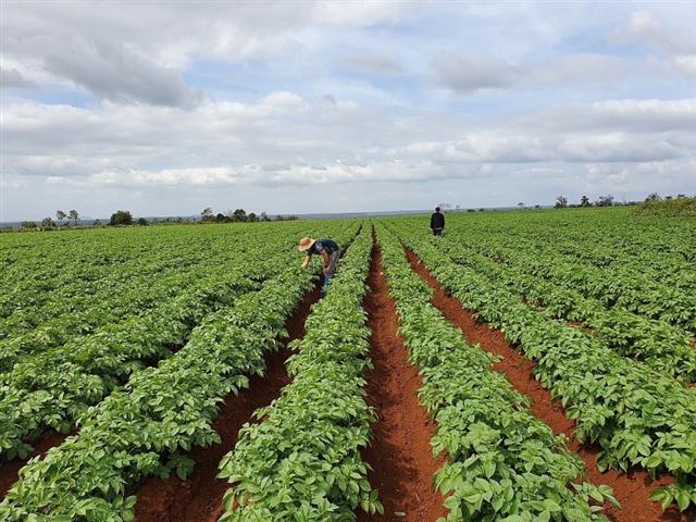 PepsiCo Foods Vietnam expands international quality potato cultivation project