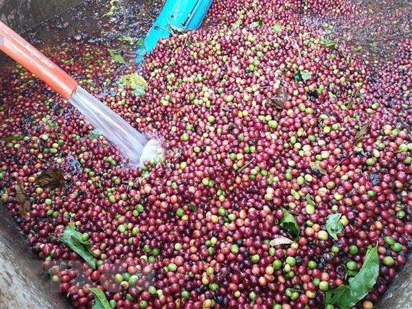 Vietnam develops high-quality coffee