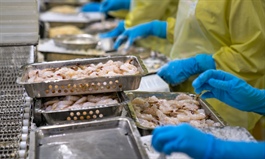 Shrimp exports to rise 15 pct