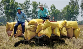 Rice exports rise despite stockpiling amid pandemic