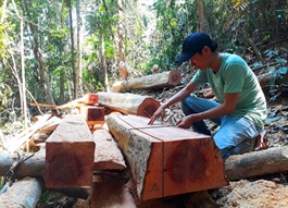 Vietnam curbs illegal timber import following US probe