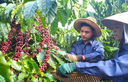 Vietnam coffee export strives to gain turnover of US$6 billion by 2030