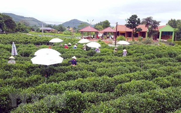 Thai Nguyen hi-tech agricultural zone set up