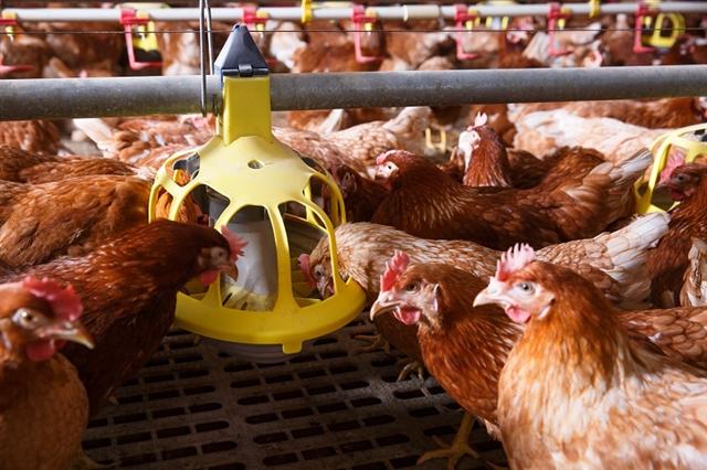 Imports impeding chicken production