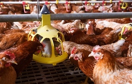 Imports impeding chicken production