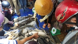 Vietnam agricultural ministry urges tightening of sturgeons imports