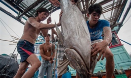 Another gloomy year forecast for tuna exports