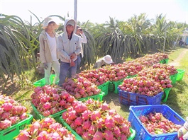 Vietnam fruit, vegetable exports decline in Jan on Covid-19